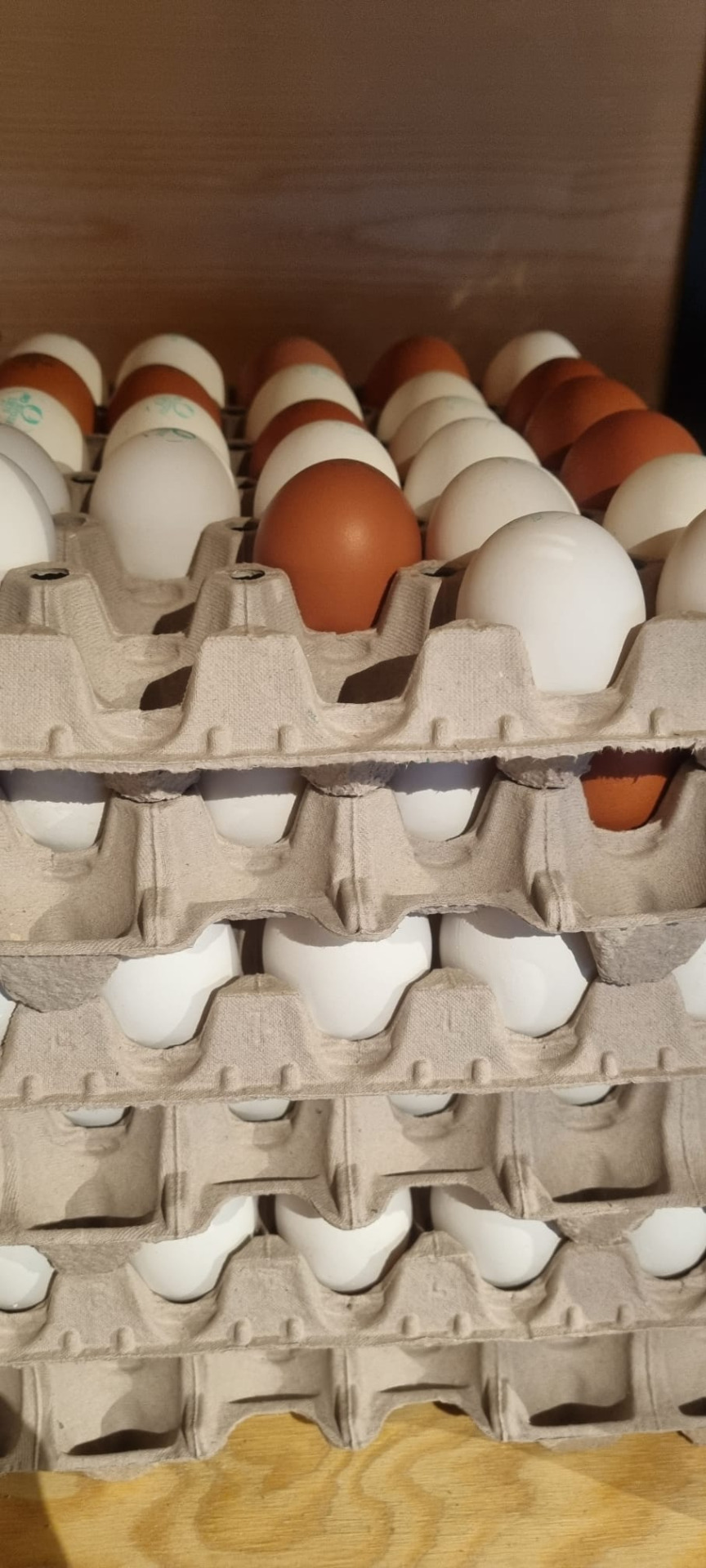 Bio Eier vom Zweinutzungshuhn - offen (pro Stück)