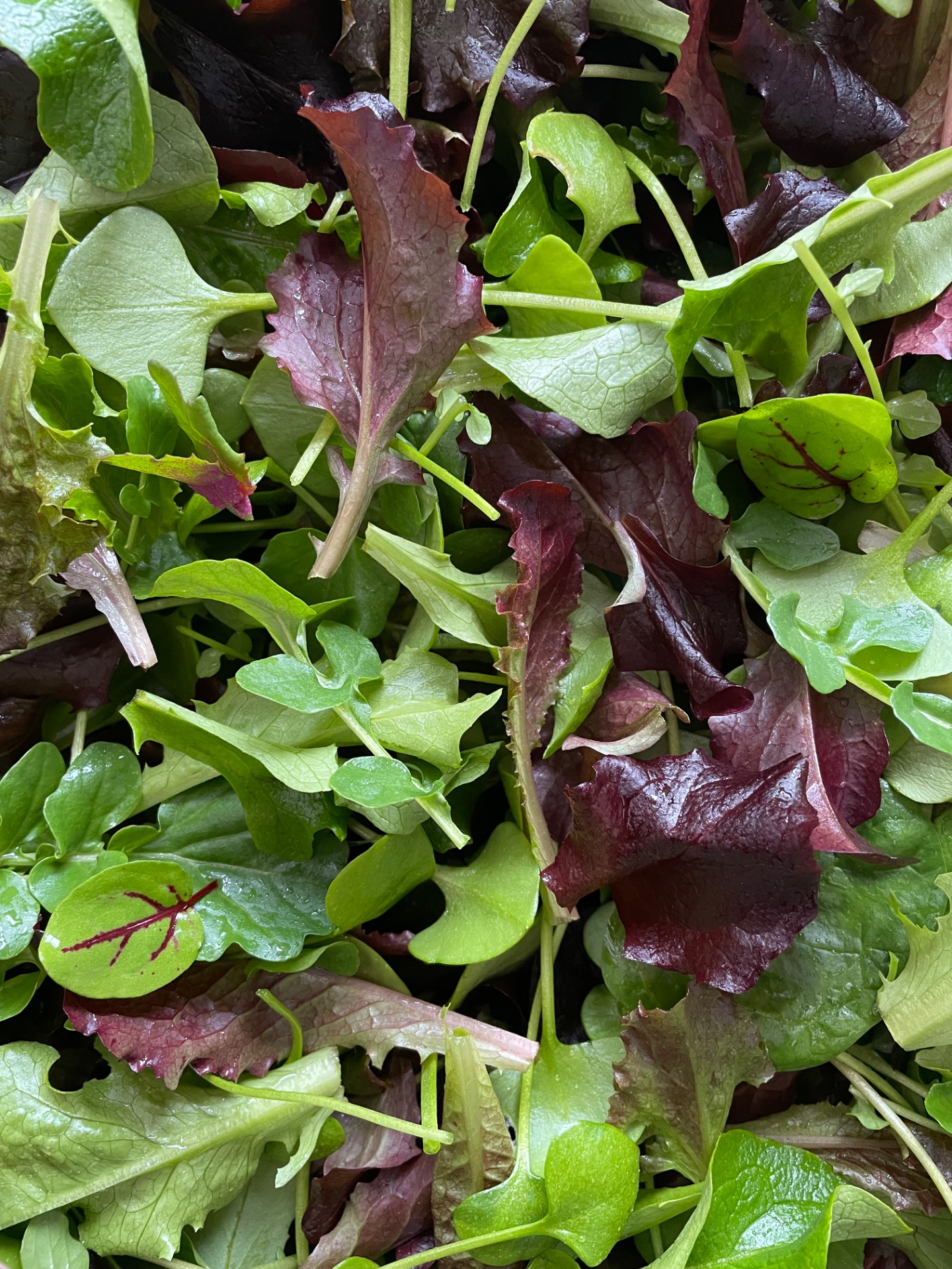 Schnittsalat Mischung 100g
